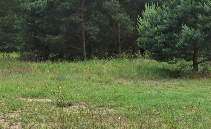 działka na sprzedaż - Białe Błota, Łochowo